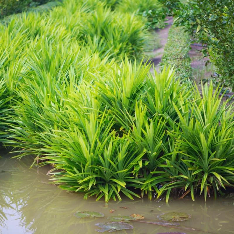 2 Pandan Plants Live Well Rooted - 5 Inch Indoor Outdoor Plant