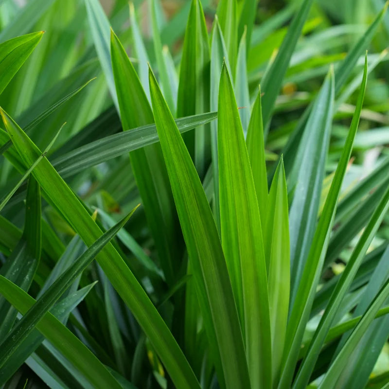 Pandan Plant - Pandanus Amaryllifolius - Vegetable Plant - 2.5 Inch Pot