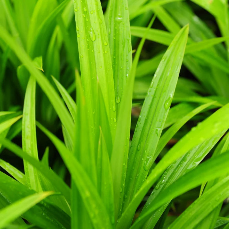 Pandan Plant - Pandanus Amaryllifolius - Vegetable Plant - 2.5 Inch Pot