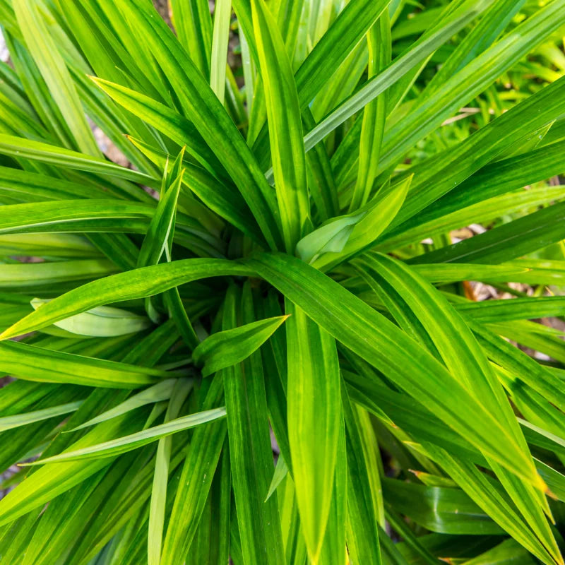 Pandan Plant - Pandanus Amaryllifolius - Vegetable Plant - 2.5 Inch Pot
