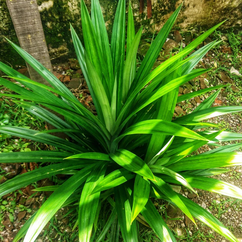 Pandan Plant - Pandanus Amaryllifolius - Vegetable Plant - 2.5 Inch Pot