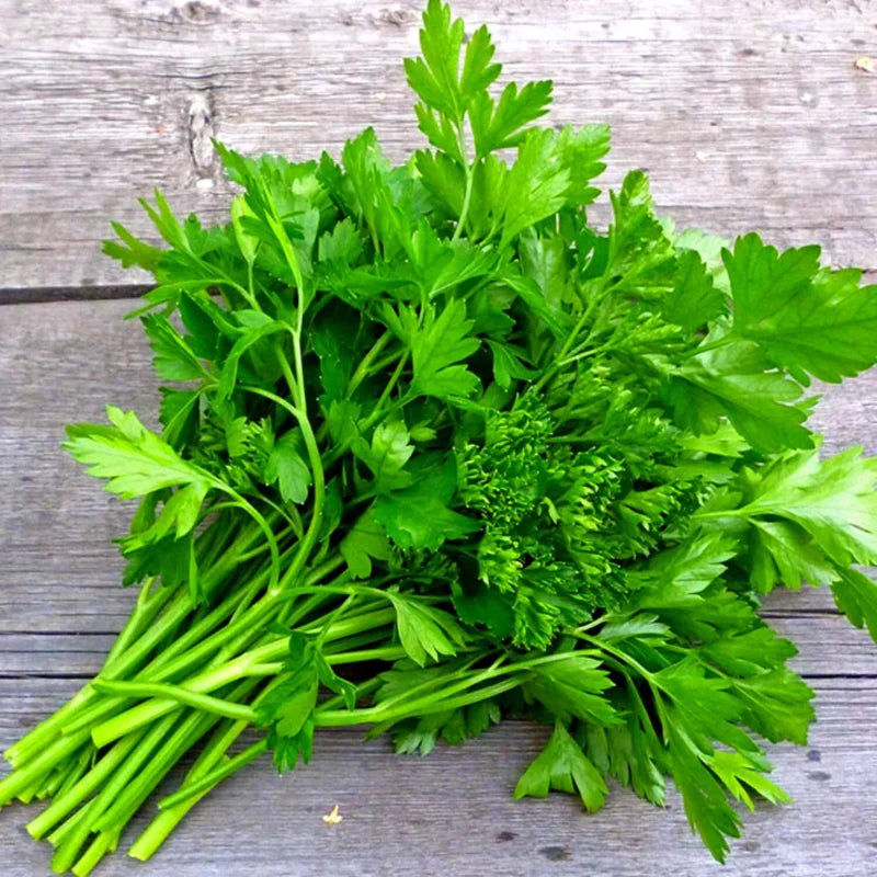 Parsley Plants Live Set of 4 Vegetable Plants 5-7 Inches Home Garden