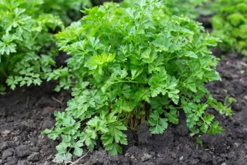 Parsley Plants Live in Pot - 6 Fresh Herb Plants - Indoor/Outdoor