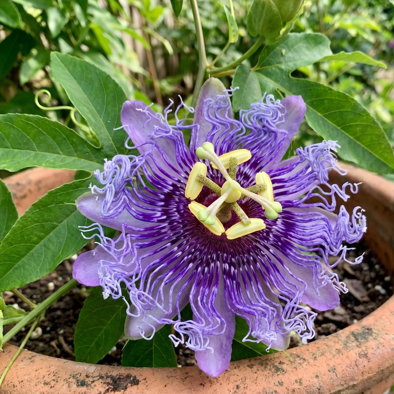 Passion Flower Plant, Passion Flower Vine Perennial for Outdoor Garden, 4 Inc Pot