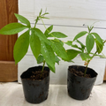 Passion Flower Plant, Passion Flower Vine Perennial for Outdoor Garden, 4 Inc Pot