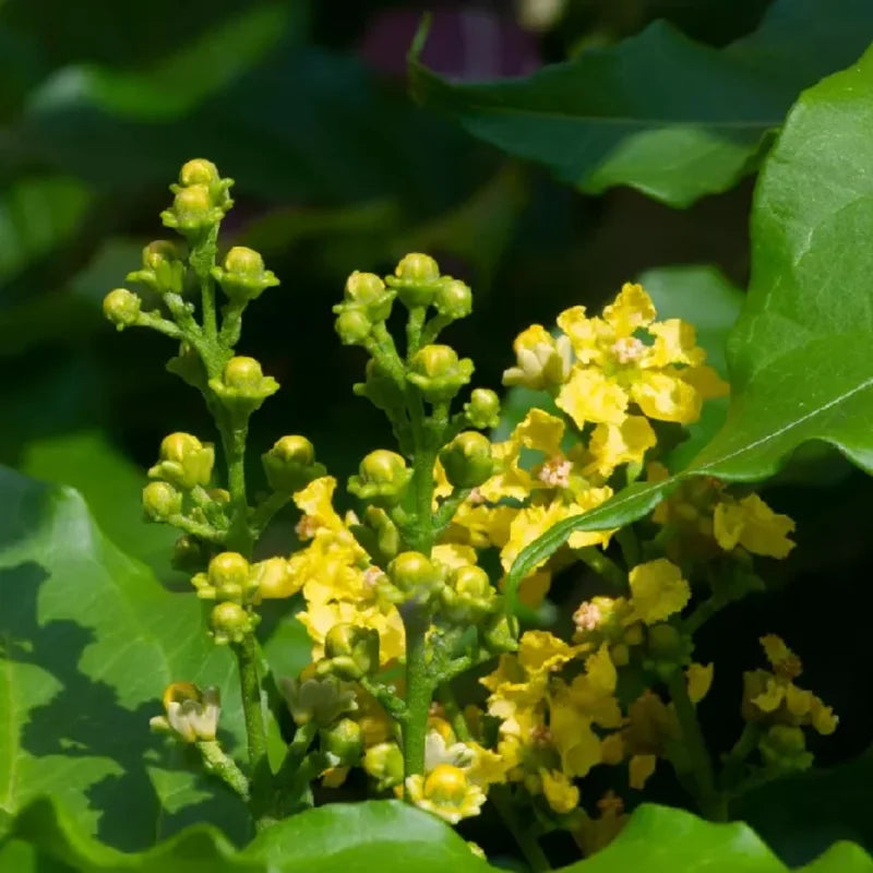 2 Peanut Butter Trees Plants Live - Peanut Plants 4-6 Inch Tall - Home Garden Patio Pots