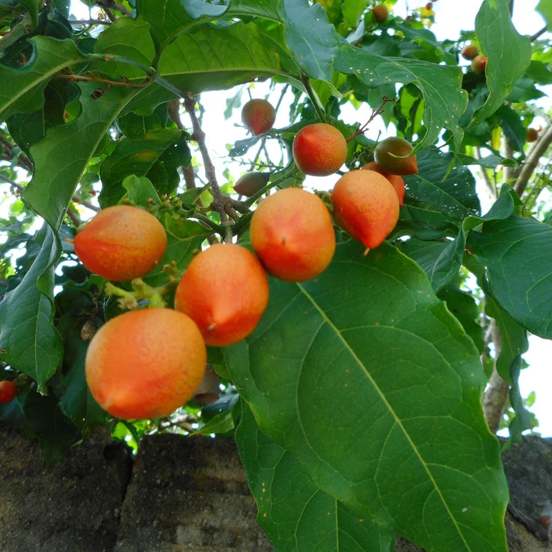 Peanut Butter Tree Plant Starter - 4-6 Inch Fruit Plant for Outdoor Garden