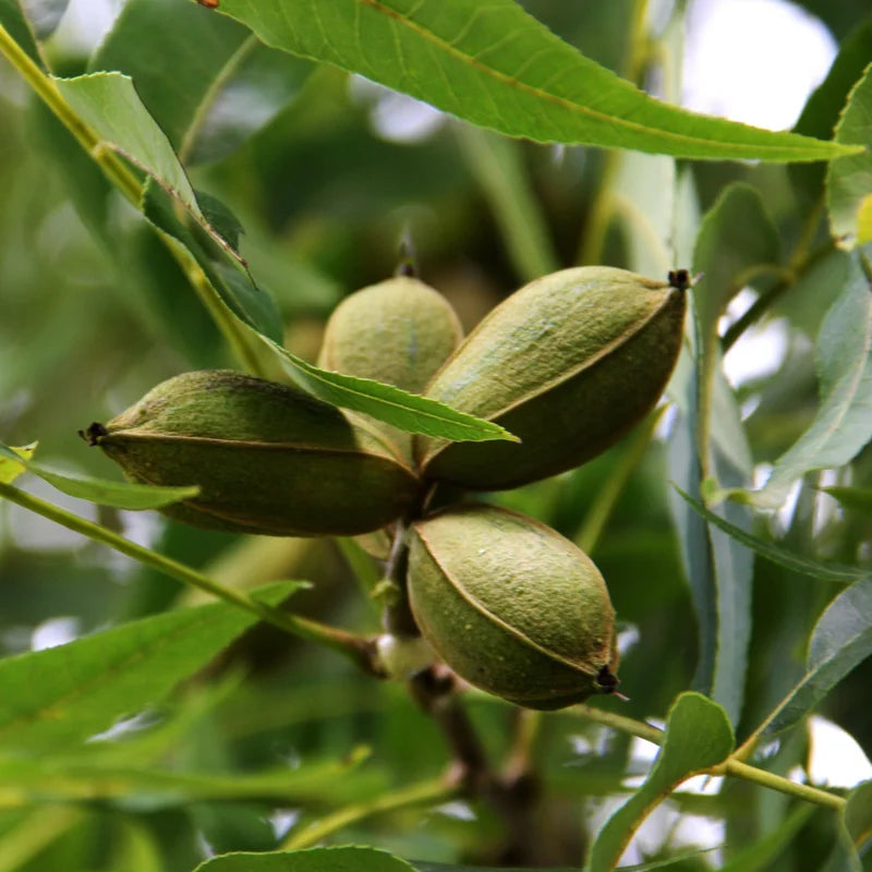 Pecan Nut Trees - 10 Live Bare Root Plants - 12-16 Inch Tall - High Yield