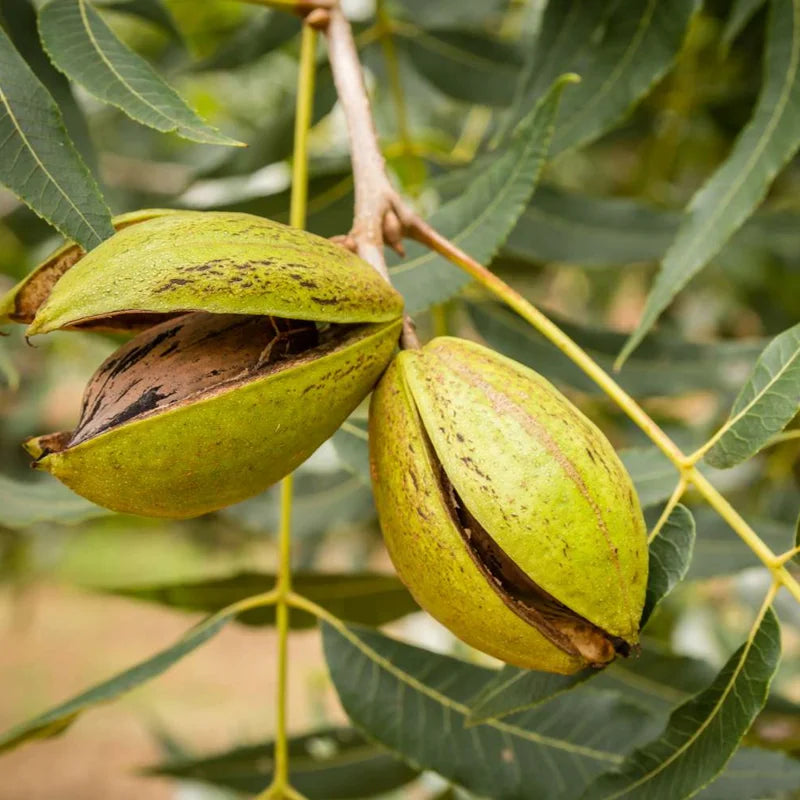 Pecan Tree Bare Roots - Live Hardy Pecan Plant 12-16 Inches - Set of 5