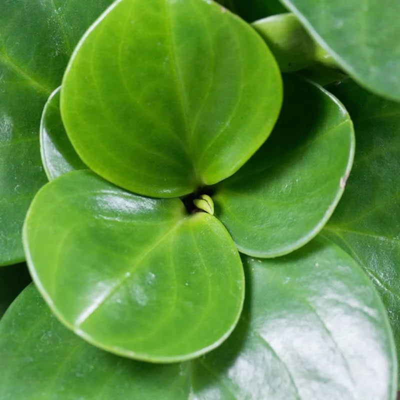 Peperomia Green Plant 3 Inch Pot - Easy Care Houseplant