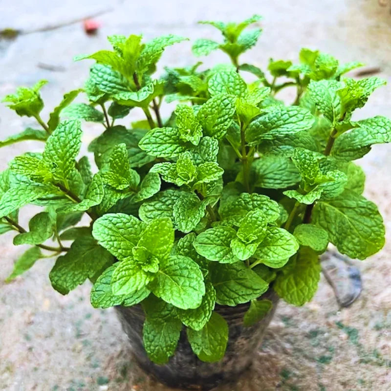 Peppermint Plants - 10 Live Vegetable Plants - 4 Inch Bareroots - Garden Herb