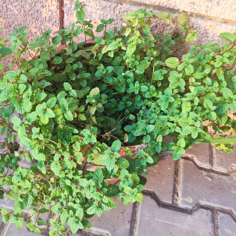 Peppermint Plants - 10 Live Vegetable Plants - 4 Inch Bareroots - Garden Herb