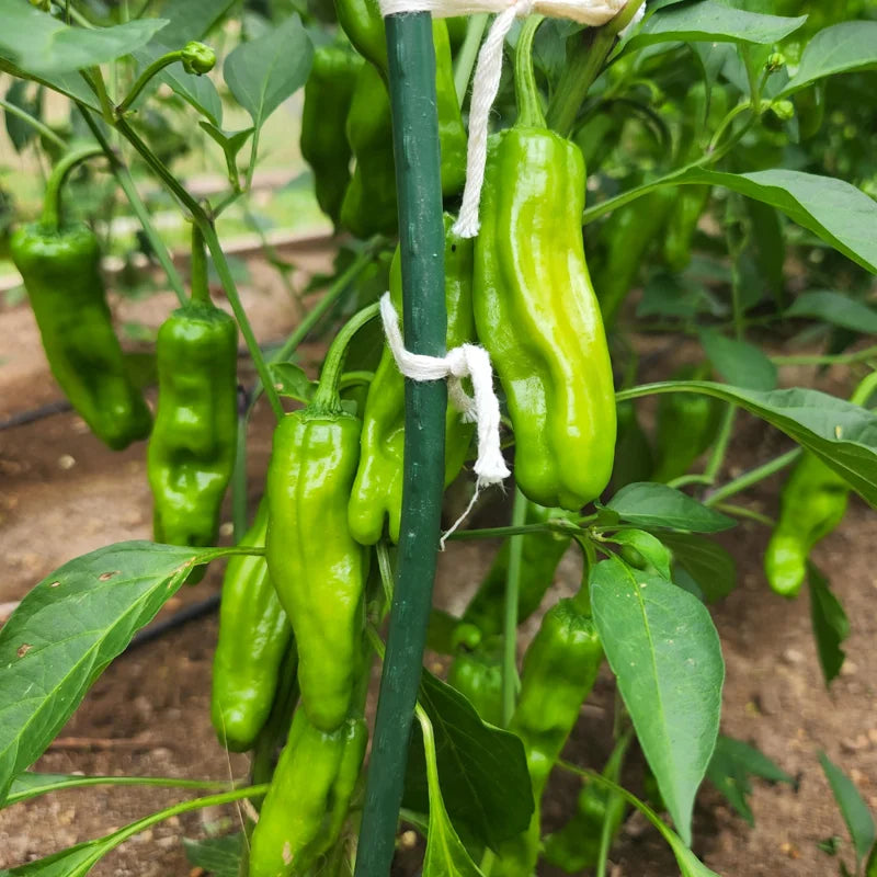 Pepperoncini Pepper Plant 2.5 Inch Pot Vegetable Plant