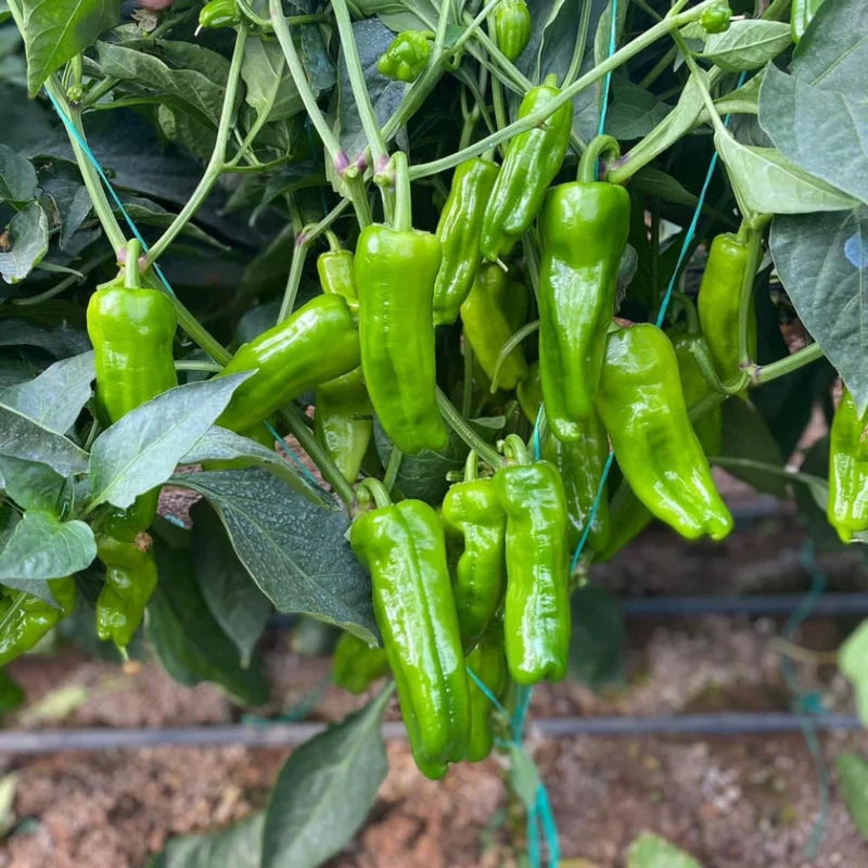 Pepperoncini Pepper Plant 2.5 Inch Pot Vegetable Plant
