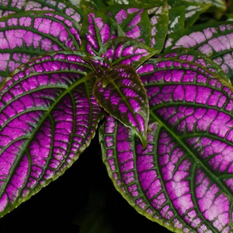 Persian Shield Plant 2-Pack - Live Strobilanthes - 4-6 Inch Potted Plants