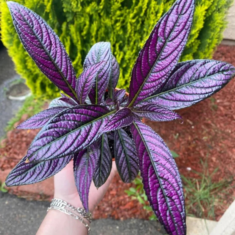 Persian Shield Plant 2-Pack - Live Strobilanthes - 4-6 Inch Potted Plants