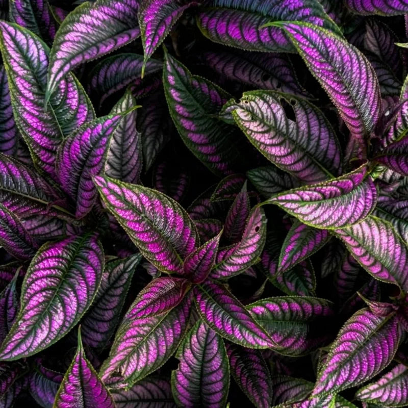 Persian Shield Plant 2-Pack - Live Strobilanthes - 4-6 Inch Potted Plants