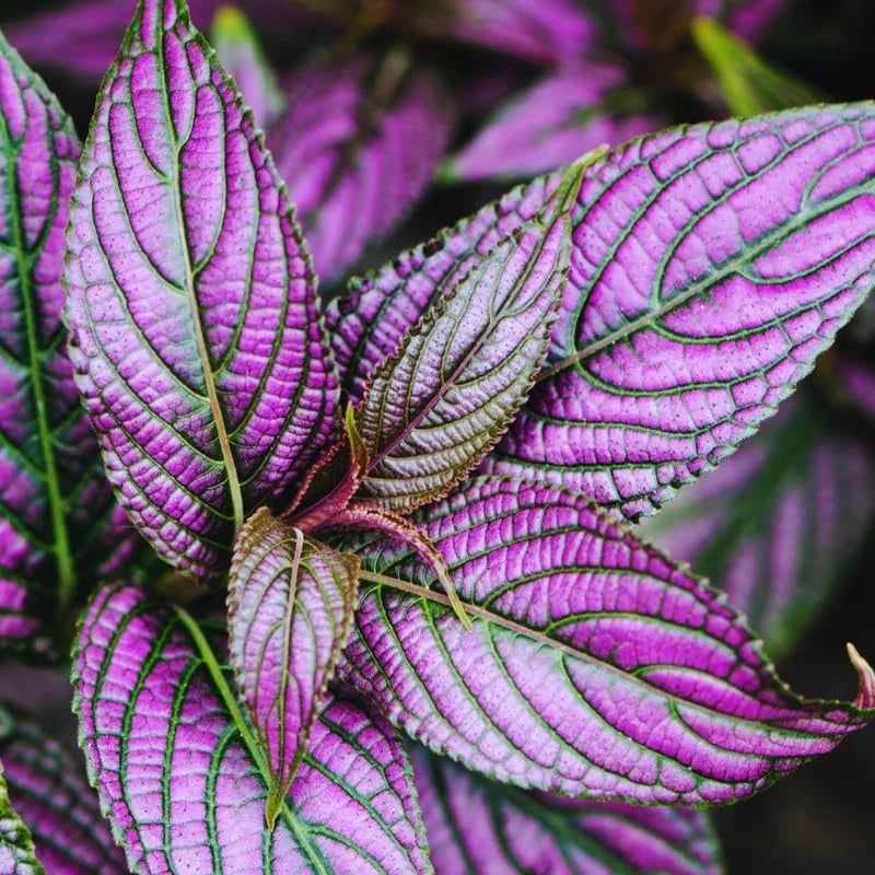 Persian Shield Plants: 6 Live Starter Plants in Pot 4-6 Inch Tall