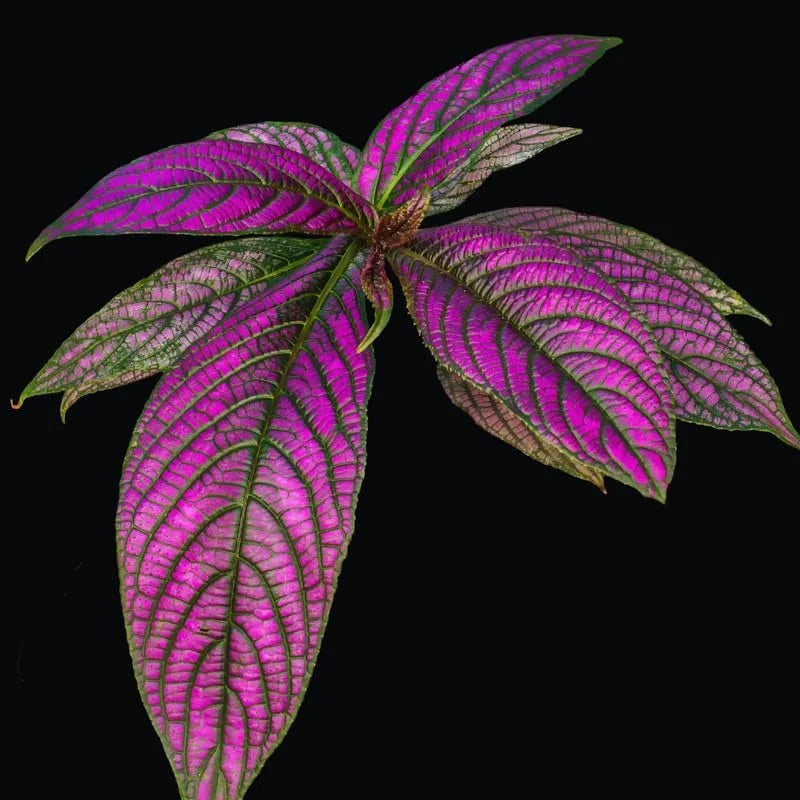 Persian Shield Plants: 6 Live Starter Plants in Pot 4-6 Inch Tall