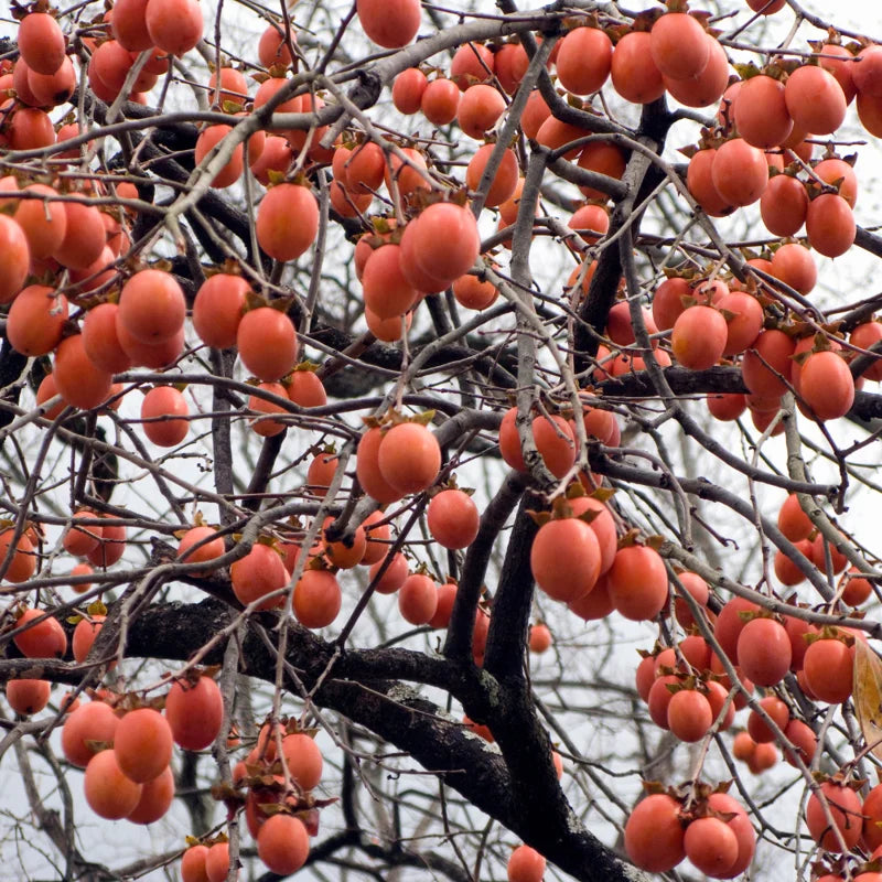 Set of 5 Cuttings Persimmon Tree Fruit Trees Outdoor Planting
