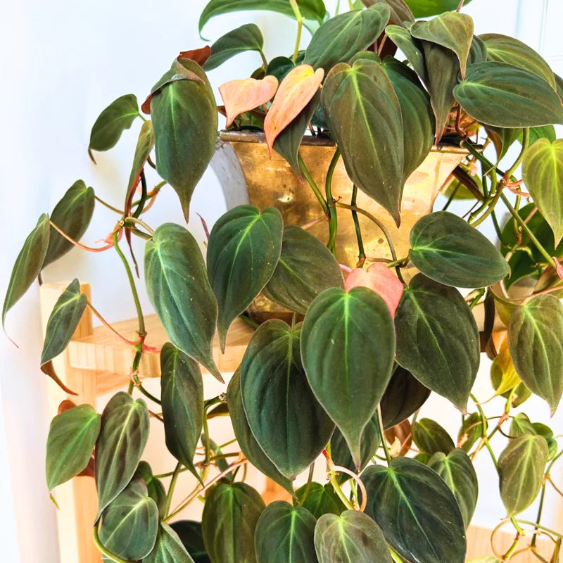 Philodendron Micans Plant Live - 6 Inch Velvet Leaf Houseplant