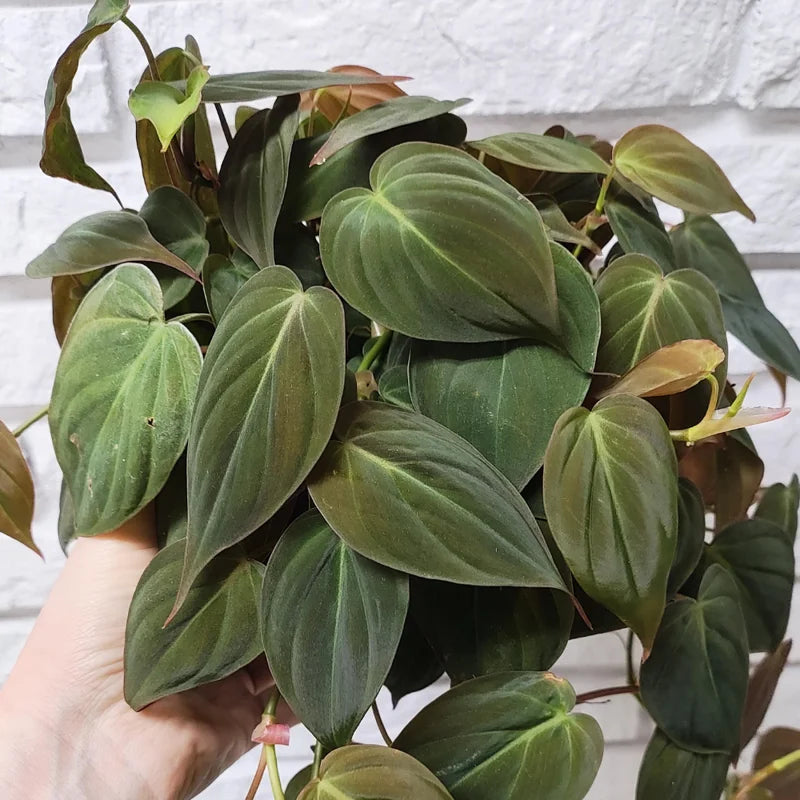 Philodendron Micans Plant Live - 6 Inch Velvet Leaf Houseplant