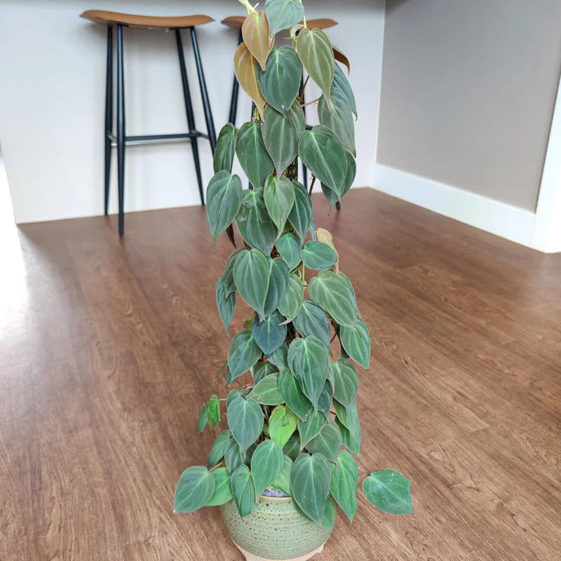 Philodendron Micans Plant Live - 6 Inch Velvet Leaf Houseplant
