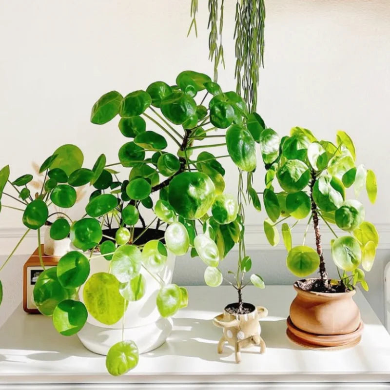 Pilea Peperomia Plants - 3 Live Money Plants - 5-7 Inch Indoor Outdoor