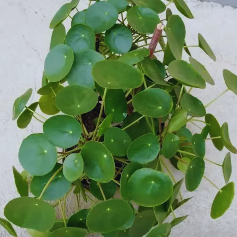 Money Plant Live Pilea Peperomioides Starter Plants - 5-8 Inch Houseplant