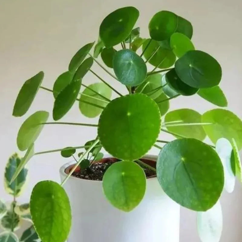 Pilea Peperomia Plants - 3 Live Money Plants - 5-7 Inch Indoor Outdoor
