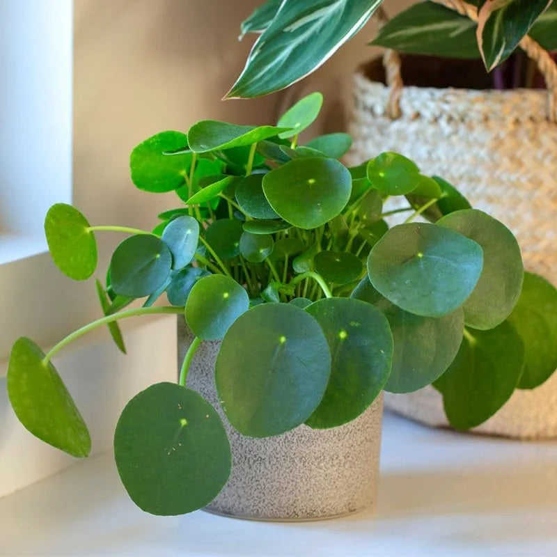Money Plant Live - 3 Pilea Peperomioides Indoor Plants 3-6 Inch - Easy to Plant Houseplant