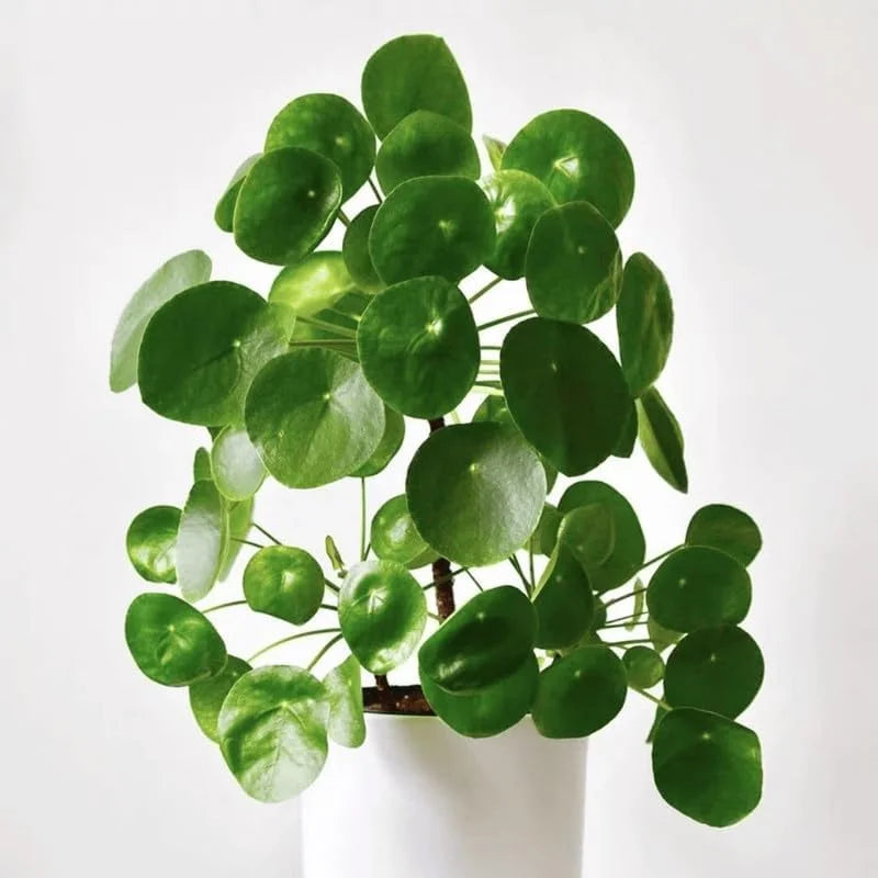 Money Plant Live - 3 Pilea Peperomioides Indoor Plants 3-6 Inch - Easy to Plant Houseplant