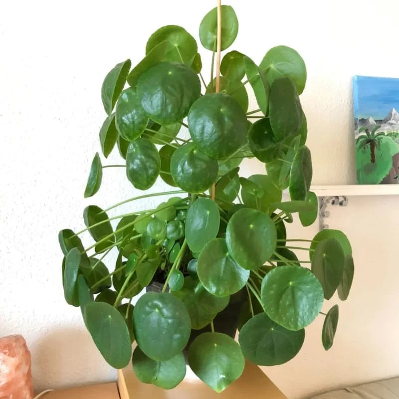 Pilea Peperomioides Plant - Indoor Houseplant, 4 Inch Pot, Green