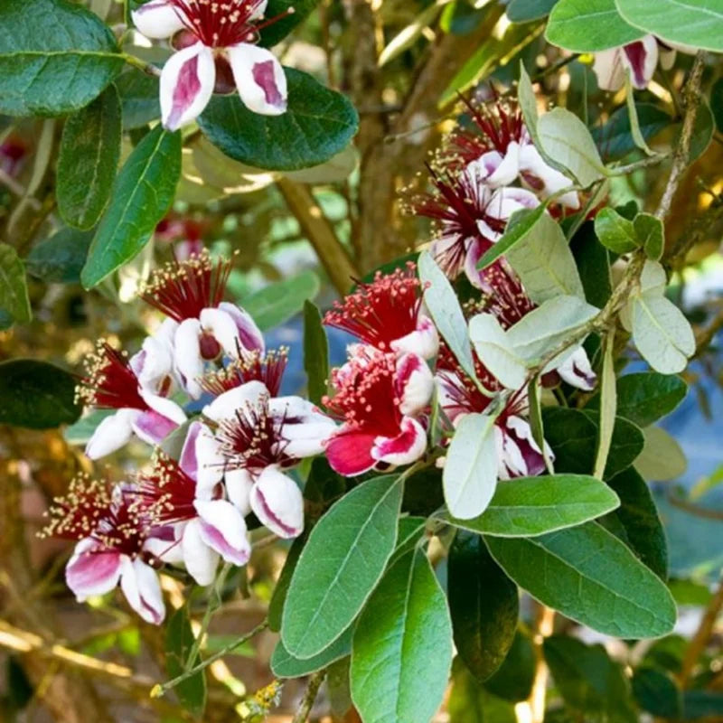 Pineapple Guava Trees - 3-5 Inch - Feijoa Plant - Set of 3