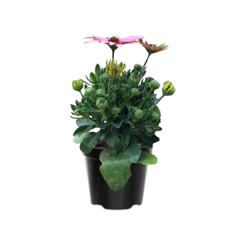 2 Pink African Daisy Osteospermum Plants Live - 4 Inch Potted Garden Annual
