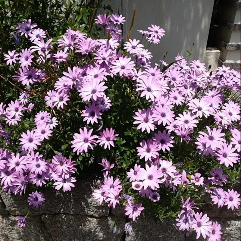2 Pink African Daisy Osteospermum Plants Live - 4 Inch Potted Garden Annual