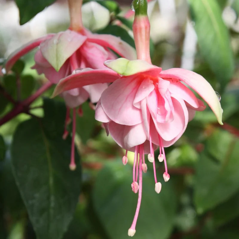 2 Pink Fuchsia Plants Live, Double Flower Plant, 4 Inches, Pink Blooms