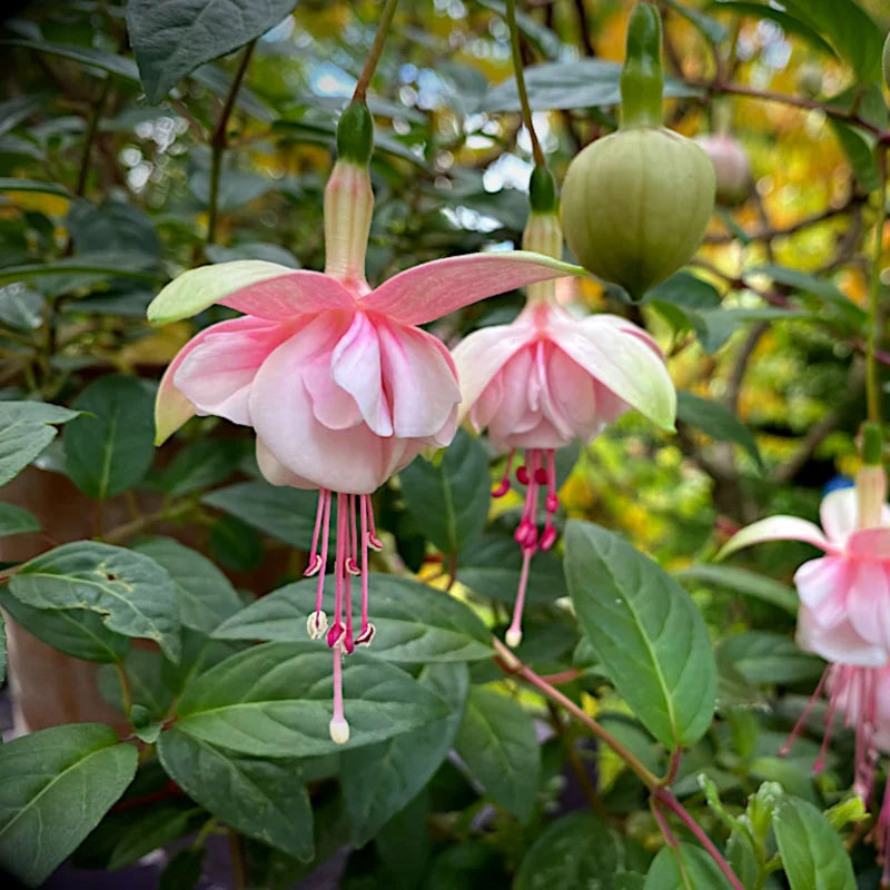2 Pink Fuchsia Plants Live, Double Flower Plant, 4 Inches, Pink Blooms