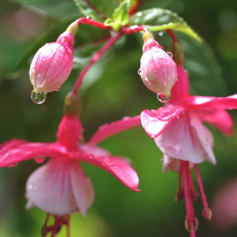 2 Pink Fuchsia Plants Live Fragrant Flower Bush Shrub 3-6 Inches