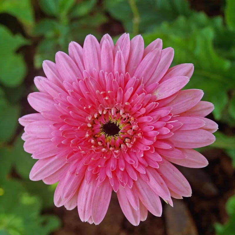 Pink Gerbera Daisy Live Plants - 3 Pack, 4-6 Inch, Garden Daisies