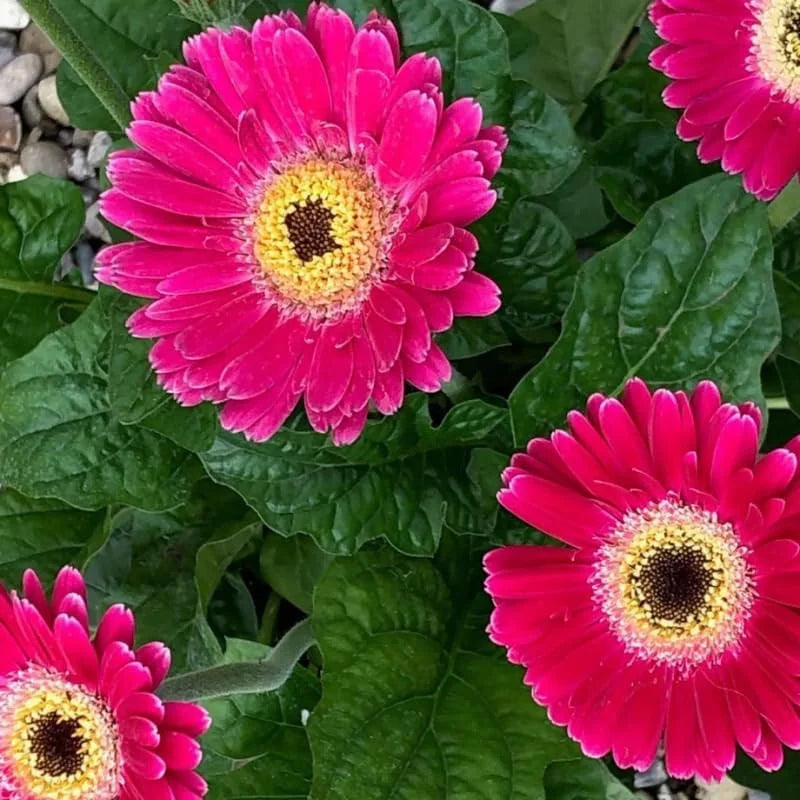 Pink Gerbera Daisy Plants Live - 3 Pack - 3-5 Inch Tall - Flowers
