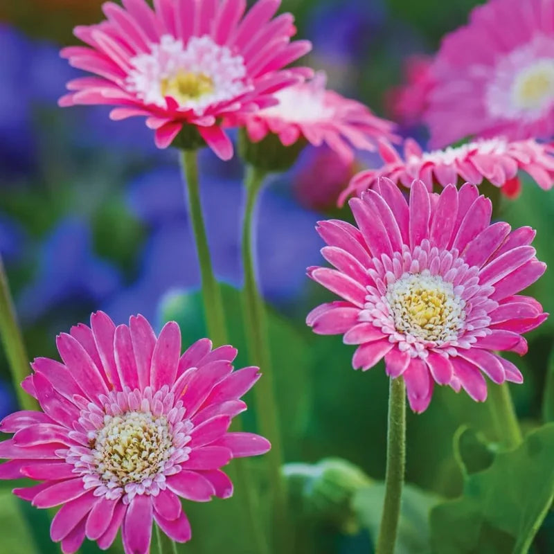 Pink Gerbera Daisy Live Plants - 3 Pack, 4-6 Inch, Garden Daisies