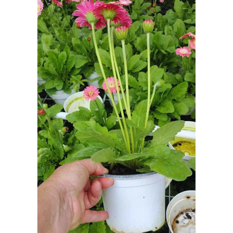 Pink Gerbera Daisy Plants Pack of 2 - Live Daisy Plants 4-7 Inches