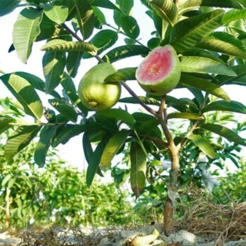 Guava Tree Plant - 2 to 3 Ft Height - Pink Guava - 3 Gallon Pot