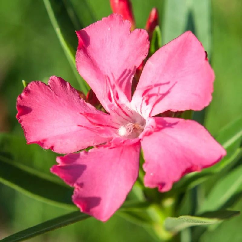 Pink Oleander Plant, 4 Inch Pot