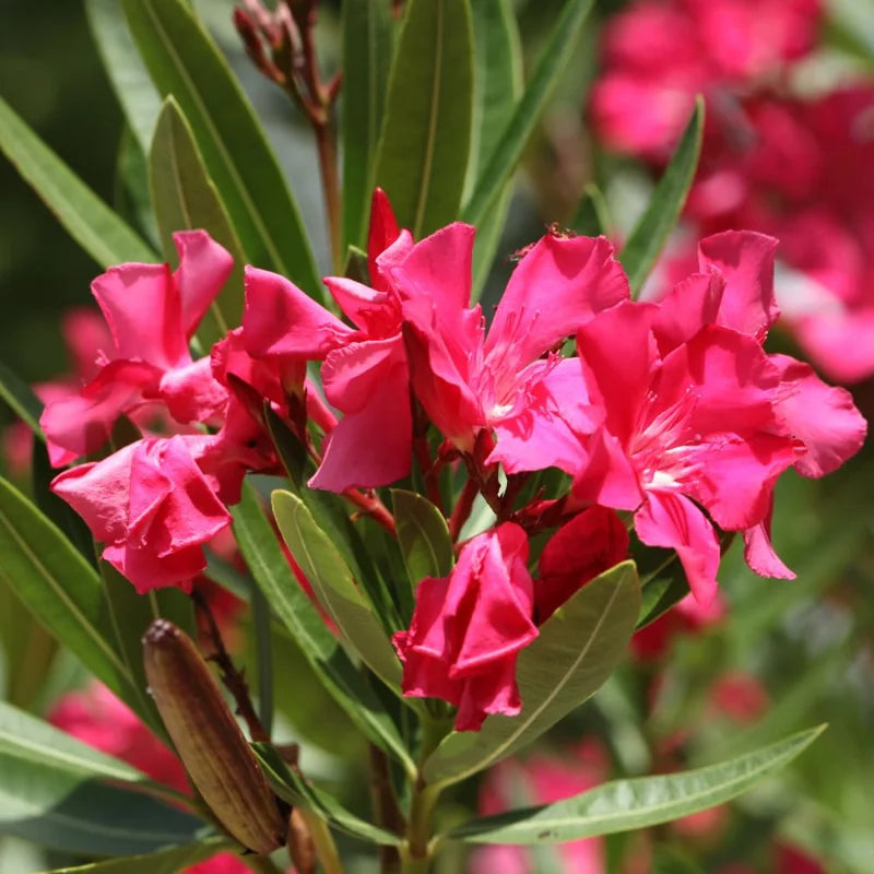 Pink Oleander Plant, 4 Inch Pot