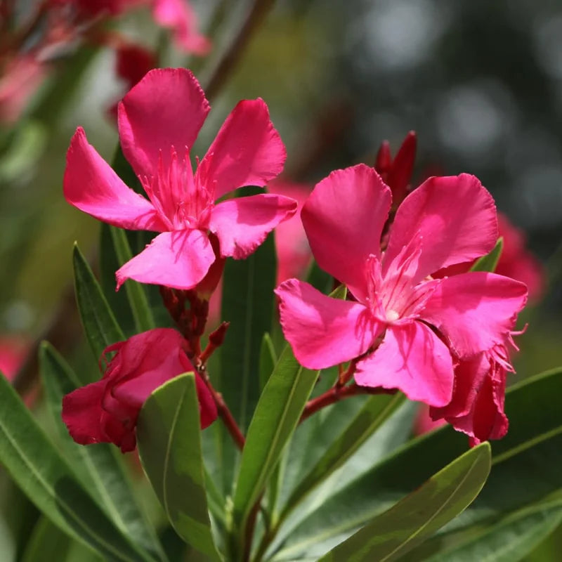 Pink Oleander Plant, 4 Inch Pot