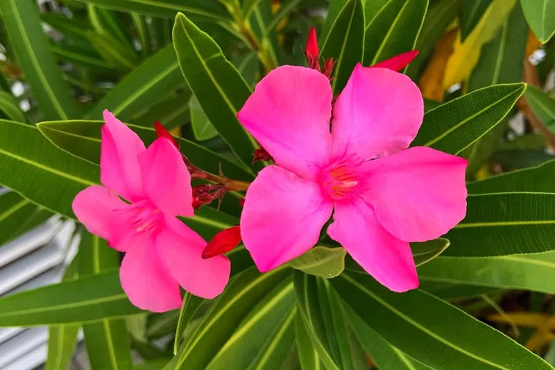 2 Pink Oleander Plant Live Shrub 3-5 Inch Tall Indoor Outdoor