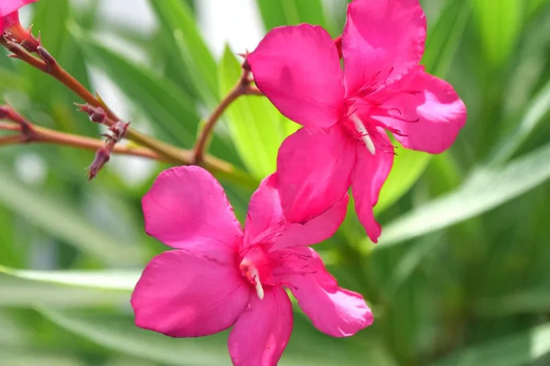 2 Pink Oleander Plant Live Shrub 3-5 Inch Tall Indoor Outdoor