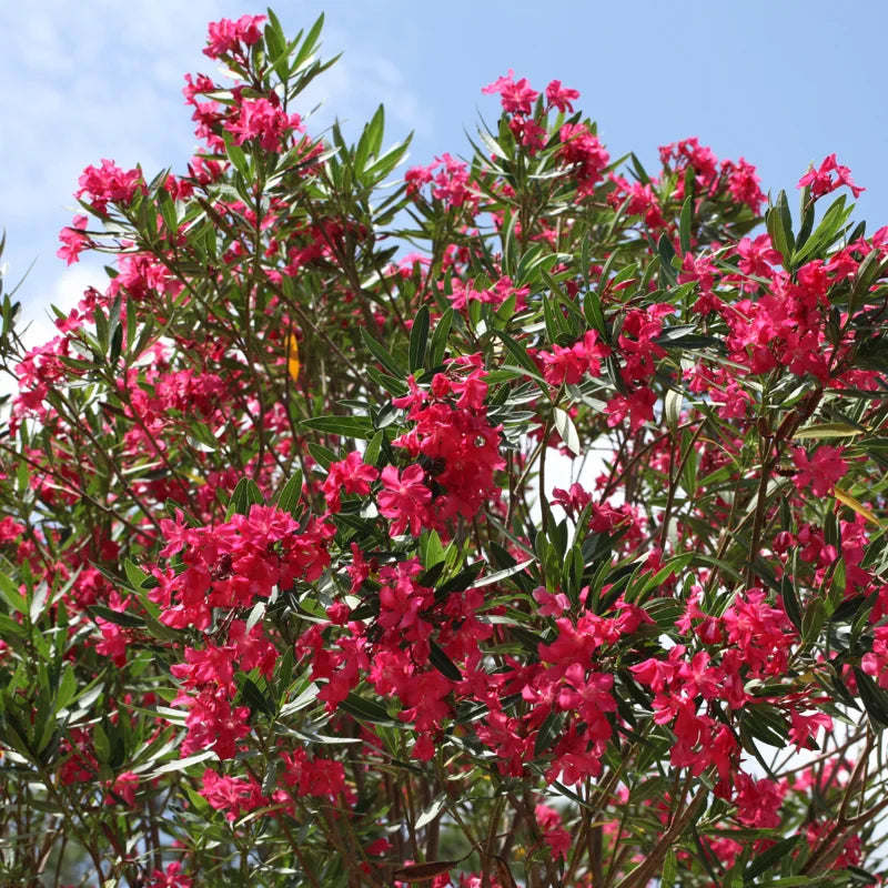 Pink Oleander Plants Live Flowering Bush Shrub - 4 Starter Plants 3 to 5 Inches